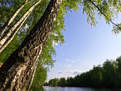 Birch trees in the sunlight on a hill next to the lake. High quality photo