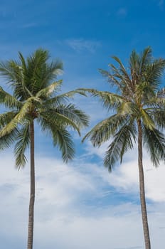 Two coconut palm trees, sky background, front vertical nature frame. Calm relax rest meditation.