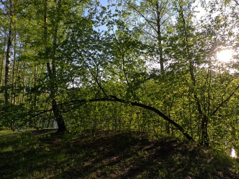 A forest path along a row of trees. The sun is shining and the rays penetrate through the trees. High quality photo