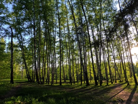 A forest path along a row of trees. The sun is shining and the rays penetrate through the trees. High quality photo