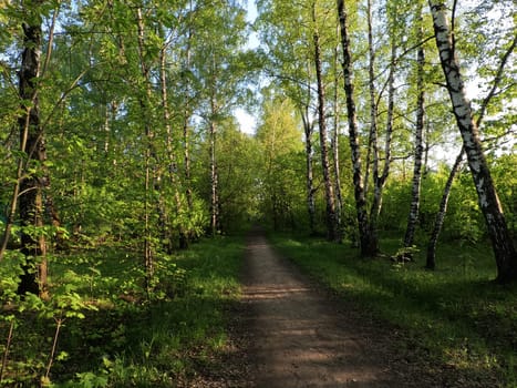 A forest path along a row of trees. The sun is shining and the rays penetrate through the trees. High quality photo