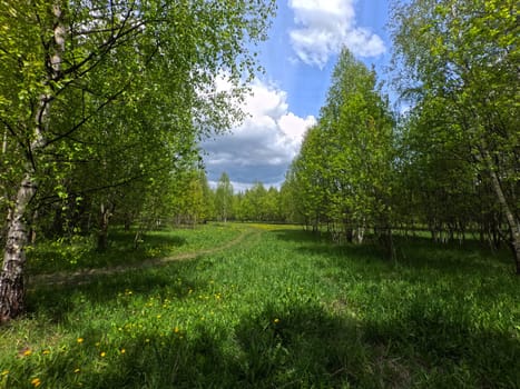 A beautiful green summer meadow with coltsfoot flowers and trees. Freshness, coolness, shade under the blue sky. High quality photo