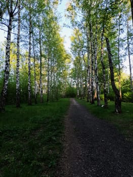 A forest path along a row of trees. The sun is shining and the rays penetrate through the trees. High quality photo