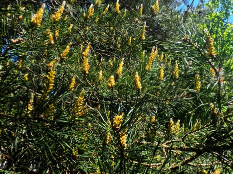 Young budding cones close-up. High quality photo