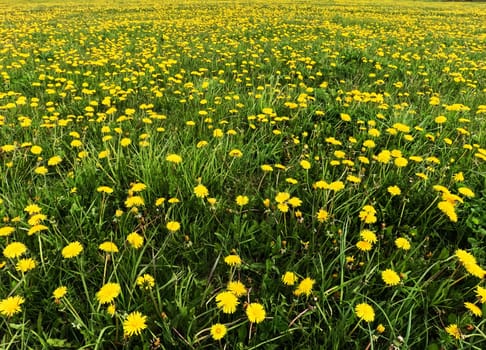 A beautiful green summer meadow with coltsfoot flowers and trees. Freshness, coolness, shade under the blue sky. High quality photo