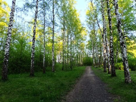 A forest path along a row of trees. The sun is shining and the rays penetrate through the trees. High quality photo