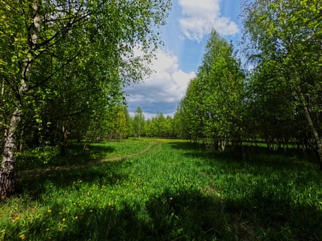 A beautiful green summer meadow with coltsfoot flowers and trees. Freshness, coolness, shade under the blue sky. High quality photo