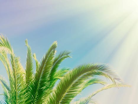 palm leaves in the sunlight - summertime backgrounds and vacations styled concept