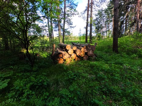 Freshly cut firewood in the forest. Cutting and harvesting of logs. High quality photo