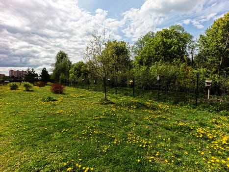 A beautiful green summer meadow with coltsfoot flowers and trees. Freshness, coolness, shade under the blue sky. High quality photo