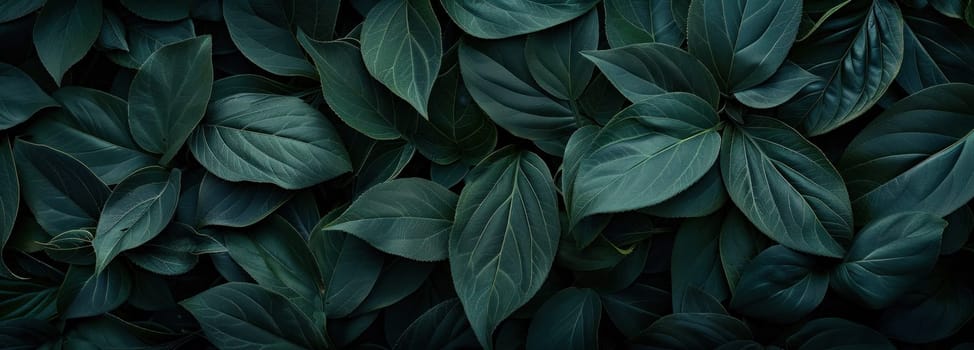 Dark green leaves on a mysterious background, beautiful nature closeup photo for travel and art themes