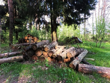 Freshly cut firewood in the forest. Cutting and harvesting of logs. High quality photo