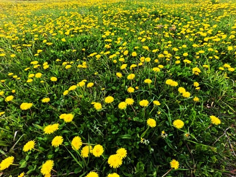 A beautiful green summer meadow with coltsfoot flowers and trees. Freshness, coolness, shade under the blue sky. High quality photo