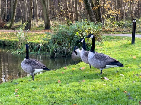 Bar Headed Gooses on the grass in a park next to the lake