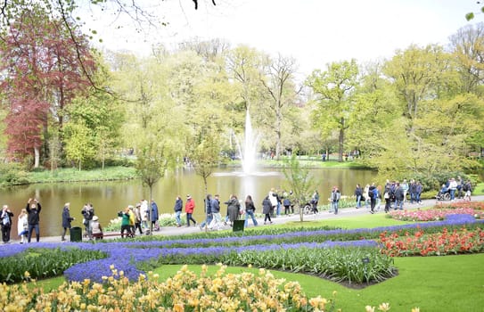 Keukenhof Hollande, the largest tulip park. High quality photo