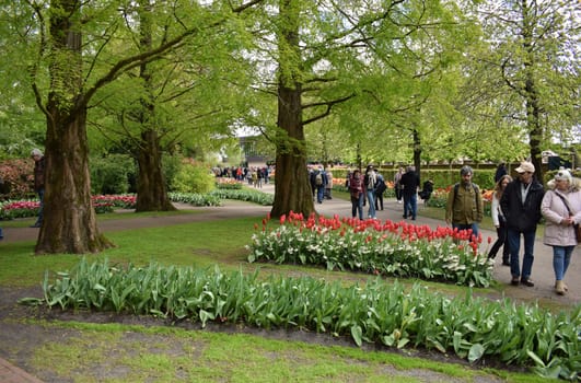 Keukenhof Hollande, the largest tulip park. High quality photo