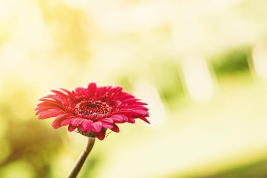 red flower and a sunny day - spring holidays and floral backgrounds styled concept