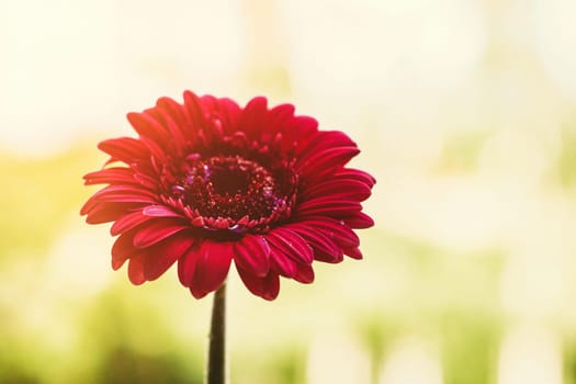 red flower and a sunny day - spring holidays and floral backgrounds styled concept