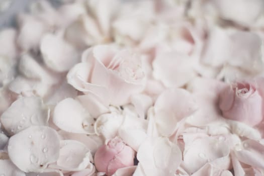 rose flower petals on marble - wedding, holiday and floral garden styled concept, elegant visuals