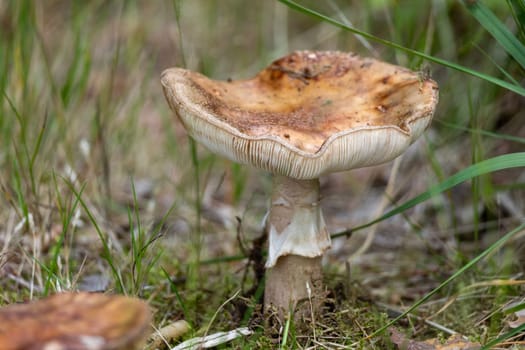 A single pig mushroom sitting amongst lush green grass in a natural outdoor setting