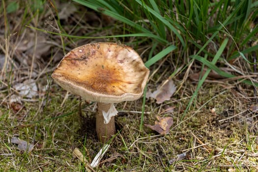 A single pig mushroom sitting amongst lush green grass in a natural outdoor setting