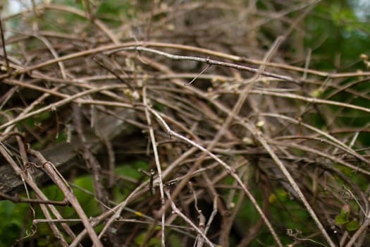 Old, moss-covered fence. Weaving vine of grapes. High quality photo. An abandoned garden. An abandoned house. Weaving vine on a ruined fence.