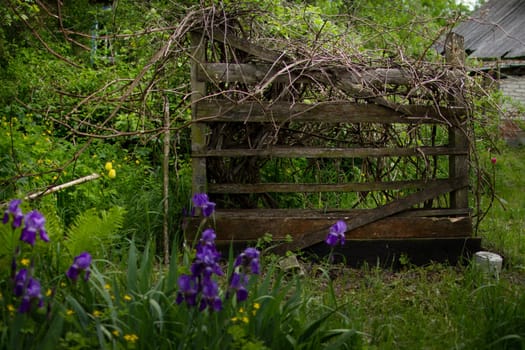 Old, moss-covered fence. Weaving vine of grapes. High quality photo. An abandoned garden. An abandoned house. Weaving vine on a ruined fence.