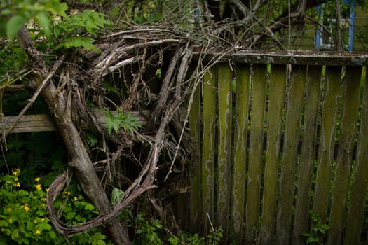 Old, moss-covered fence. Weaving vine of grapes. High quality photo. An abandoned garden. An abandoned house. Weaving vine on a ruined fence.