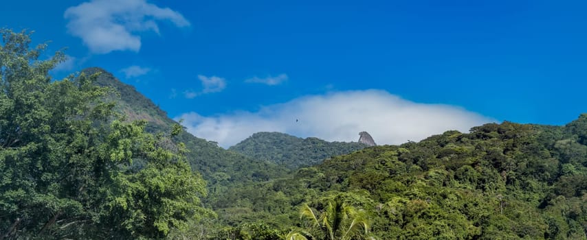 A panoramic view of a vibrant tropical forest under a vast blue sky, evoking serenity and wilderness.