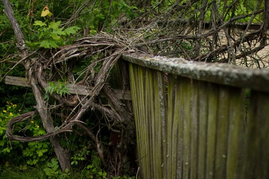 Old, moss-covered fence. Weaving vine of grapes. High quality photo. An abandoned garden. An abandoned house. Weaving vine on a ruined fence.