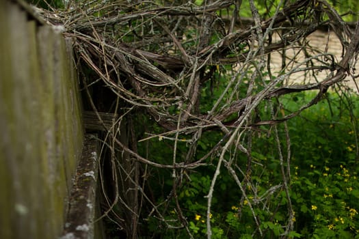 Old, moss-covered fence. Weaving vine of grapes. High quality photo. An abandoned garden. An abandoned house. Weaving vine on a ruined fence.