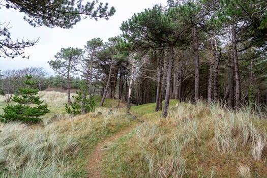 The forest at Murvagh in County Donegal, Ireland.