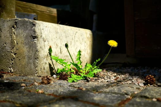 a widely distributed weed of the daisy family, with a rosette of leaves, bright yellow flowers