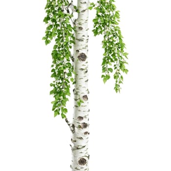 Birch Tree slender tree with distinctive white papery bark and delicate green leaves rustling gently. Plants isolated on transparent background.