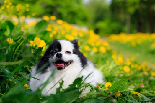 A smiling Pomeranian dog in the grass . Black and white pomeranian . A pet on a walk. Photo for the cover . Photo of an animal for printed products . Green grass in the park