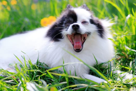 A smiling Pomeranian dog in the grass . Black and white pomeranian . A pet on a walk. Photo for the cover . Photo of an animal for printed products . Green grass in the park