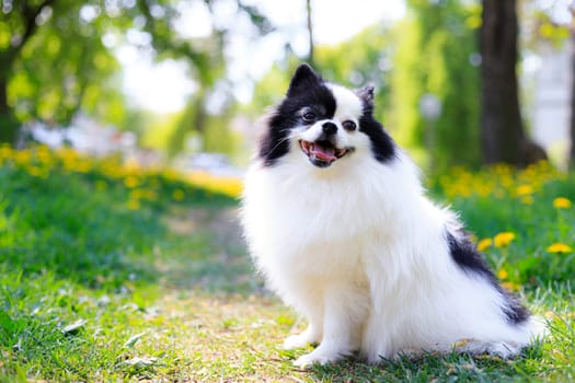 A smiling Pomeranian dog in the grass . Black and white pomeranian . A pet on a walk. Photo for the cover . Photo of an animal for printed products . Green grass in the park