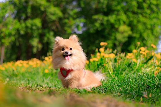 A smiling Pomeranian dog in the grass . A red - haired Pomeranian . A pet on a walk. Photo for the cover . Photo of an animal for printed products . Green grass in the park