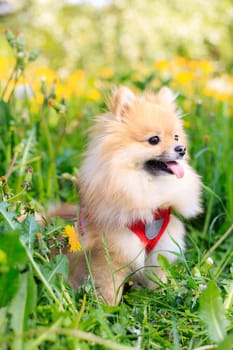 A smiling Pomeranian dog in the grass . A red - haired Pomeranian . A pet on a walk. Photo for the cover . Photo of an animal for printed products . Green grass in the park