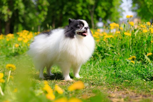 A smiling Pomeranian dog in the grass . Black and white pomeranian . A pet on a walk. Photo for the cover . Photo of an animal for printed products . Green grass in the park