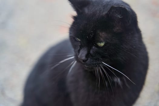 A closeup of a Bombay cat, a domestic shorthaired cat breed known for its black fur and white whiskers, looking directly at the camera