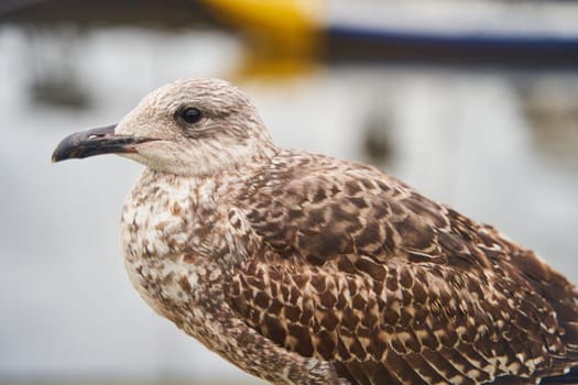 A European herring gull, a seabird of the Charadriiformes order, stands on a concrete wall with a boat in the background, showcasing its adaptation for balancing near water using its beak