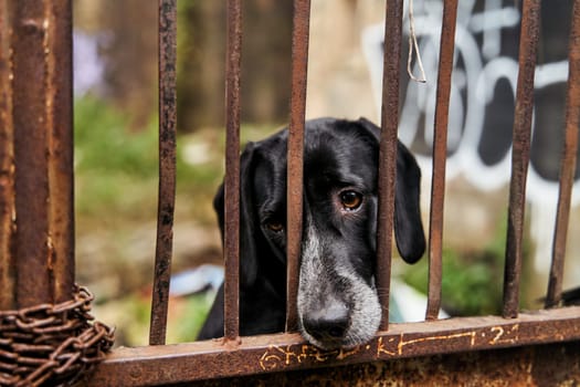 A black Labrador Retriever, a carnivorous terrestrial animal, is confined behind wooden bars in a cage. Its a working and companion dog, with a snout pressed against the fence