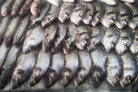 A stack of oily fish is perched on wood and ice. The natural material contrasts with the shiny metal of their fashion accessory scales. The fish are animal products commonly used as staple food