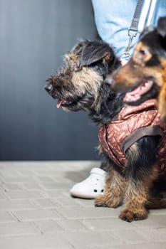 A person is standing while holding two small dogs, one of which is dressed in a jacket. The dogs are likely companion animals, possibly of different breeds, and one may be a working animal