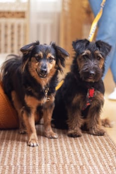 Two dogs of different breeds peacefully stand next to each other on a soft carpet, showing off their furry coats and wagging tails. They appear to belong to the Sporting and Toy dog groups