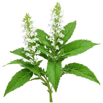 Lemon Verbena Plant slender green leaves and small white flowers Aloysia citrodora Final image should. Plants isolated on transparent background.