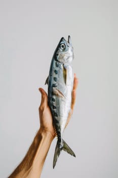 Person holding fresh mackerel on white background for healthy seafood recipe and nutrition concept