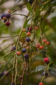 Blueberries (Vaccinium caesariense) naturally ripening on the plant