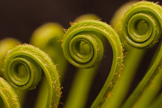 Unfolding new cycad leaves anounces the new season